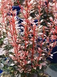 Berberis thunbergii 'Rosy Rocket' Tunberga bārbele